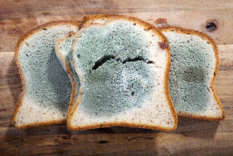 Ocratoxina A en los alimentos ¿cuáles son los riesgos? Mejor con Salud