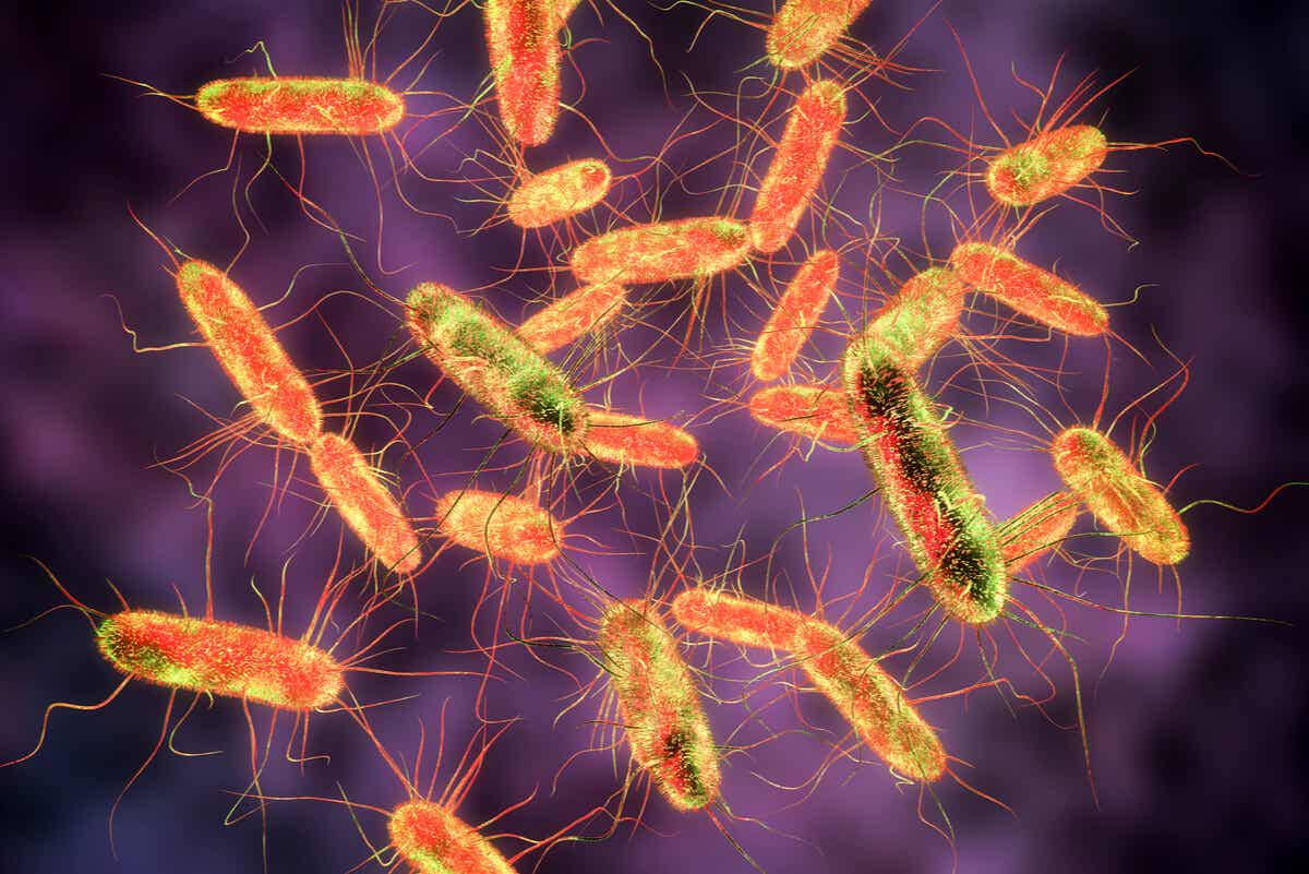 Bacteria salmonella resistente a los antibióticos.