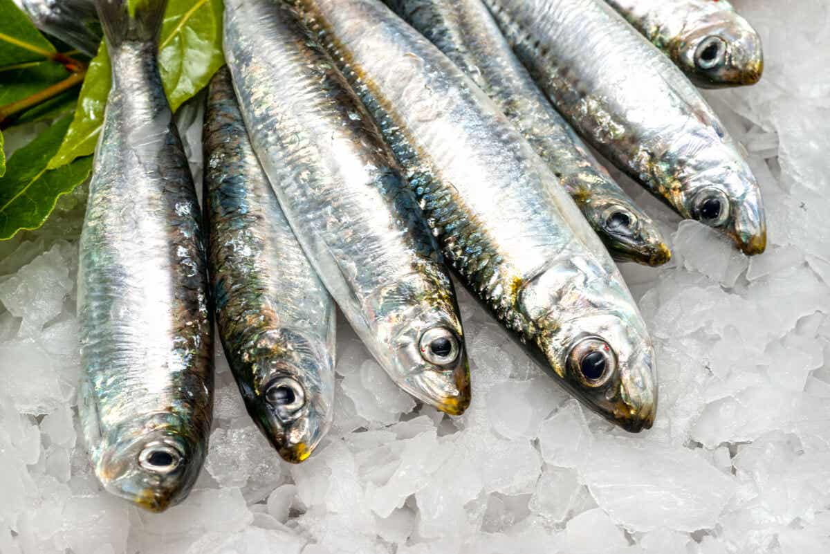 Some sardines.