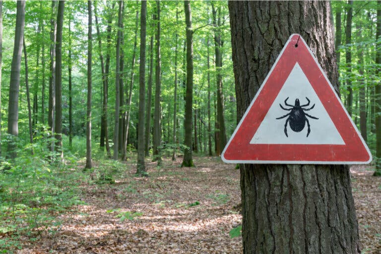 Tratamiento de la enfermedad de Lyme