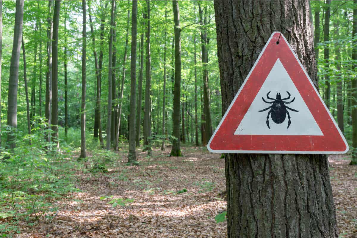 Rocky Mountain spotted fever and ticks
