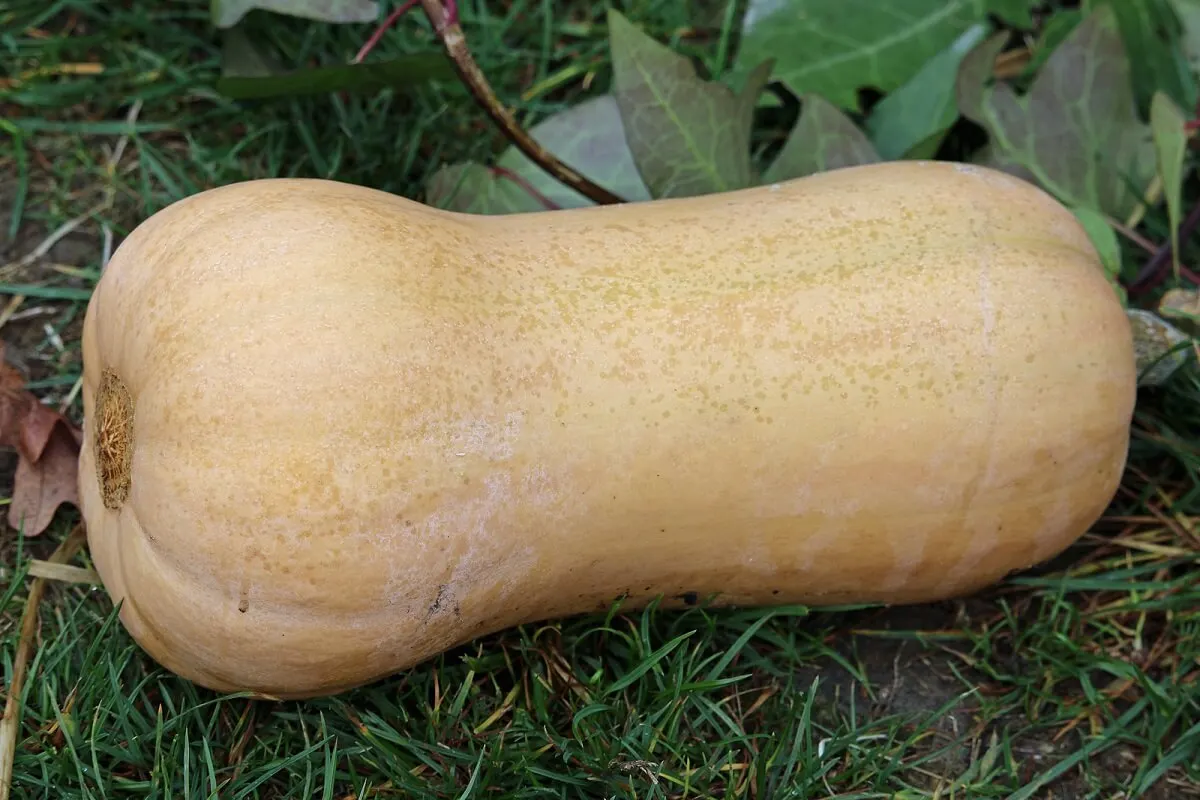 Calabaza cacahuete (Cucurbita Butternut)