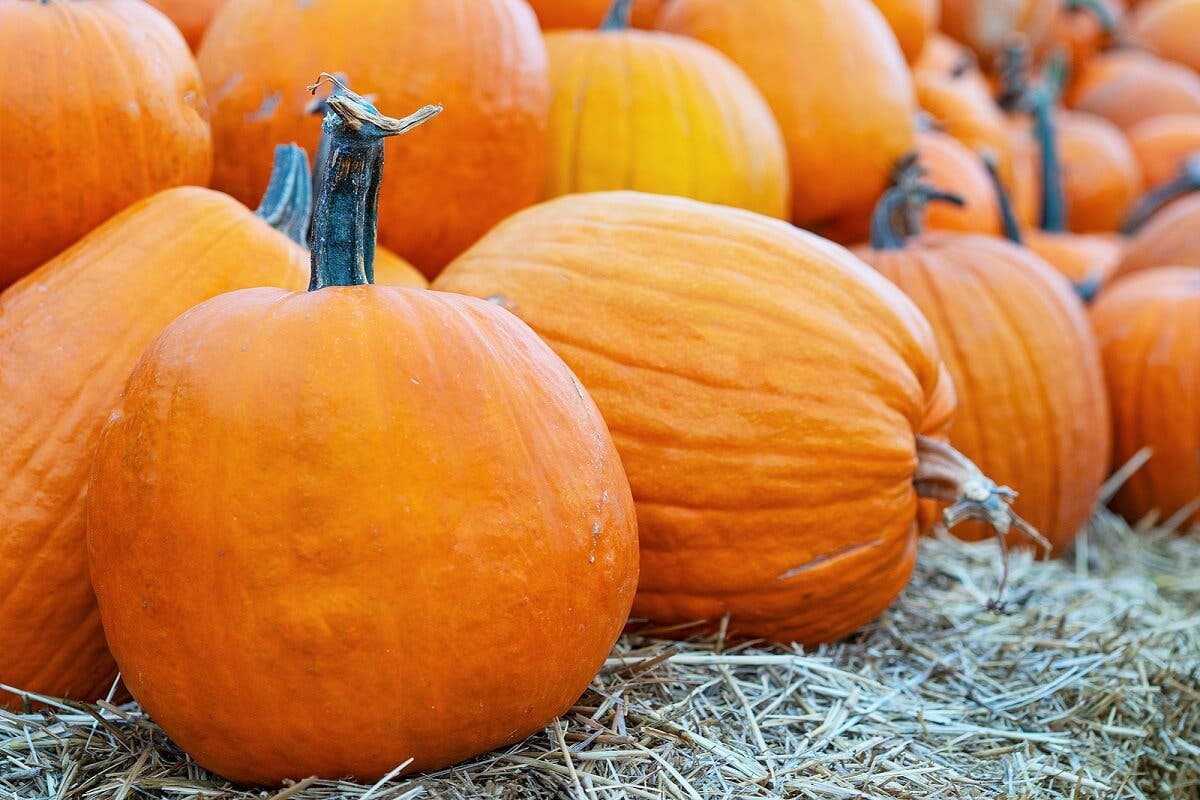 Calabaza gigante