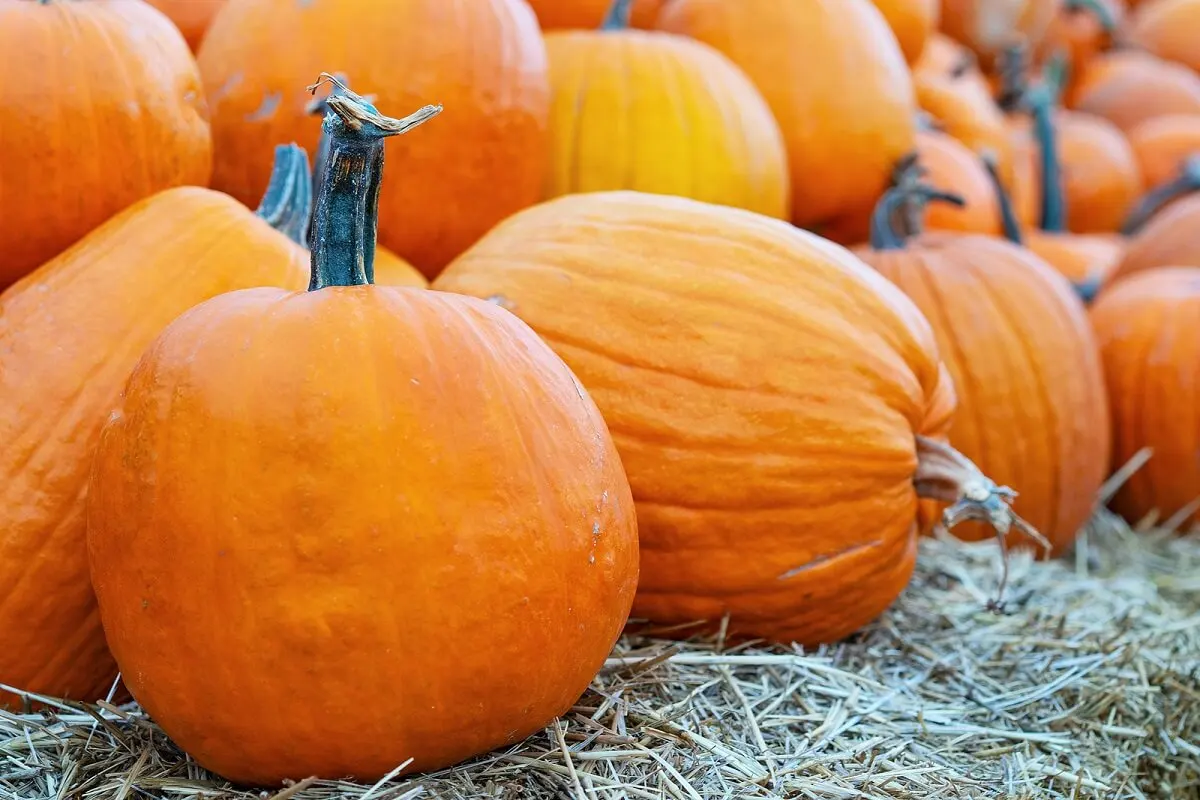 Calabaza gigante