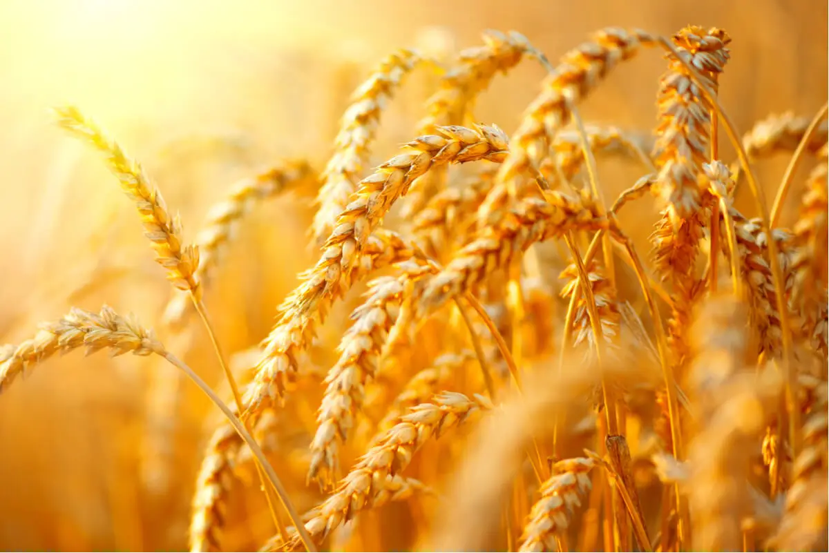 Campos de trigo.