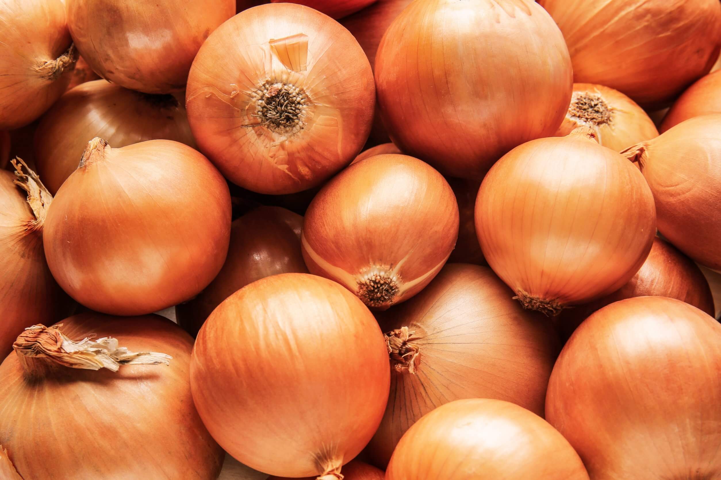 fruktflugor som lök