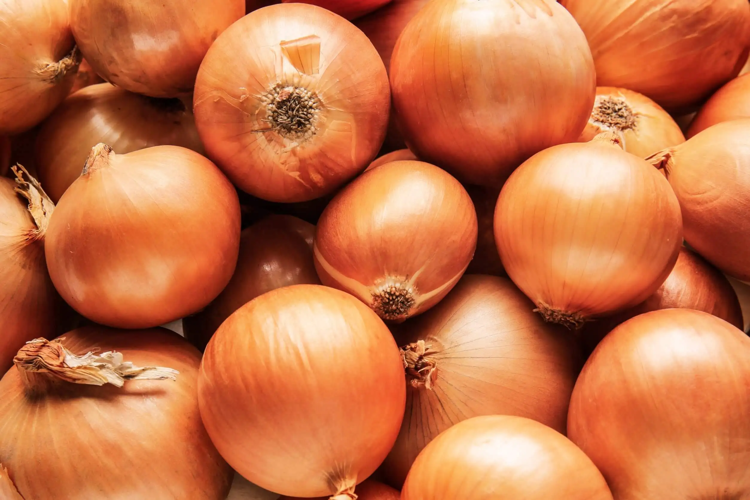 Cebola para espantar as moscas da fruta.