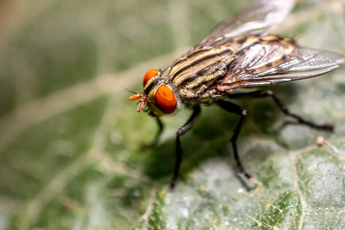 Mosca transmite la oncocercosis.