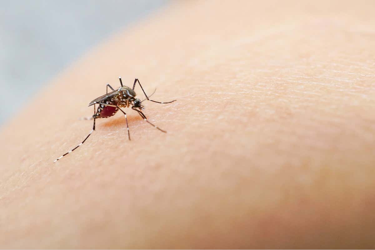 Mosquito Aedes.