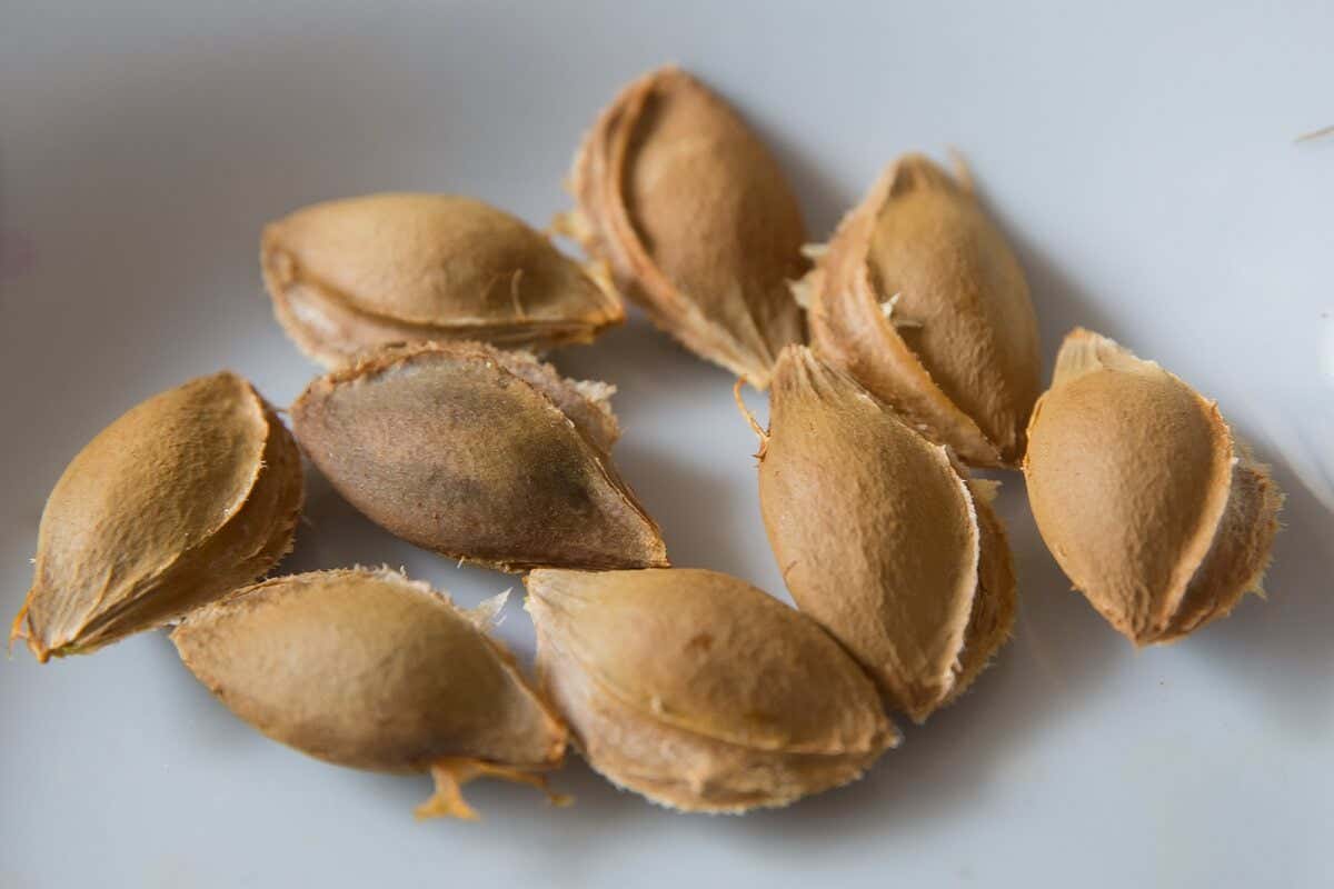 apricot seeds