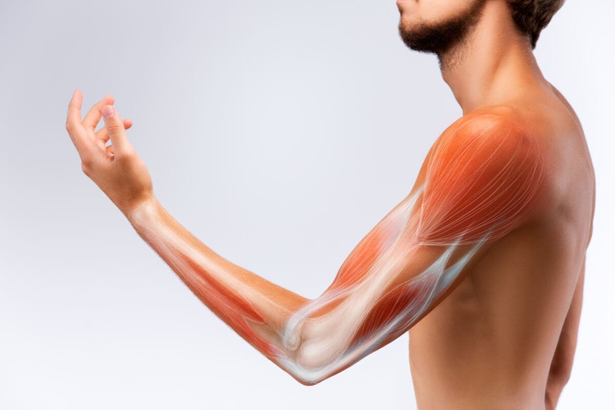 Tejido muscular del ser humano.