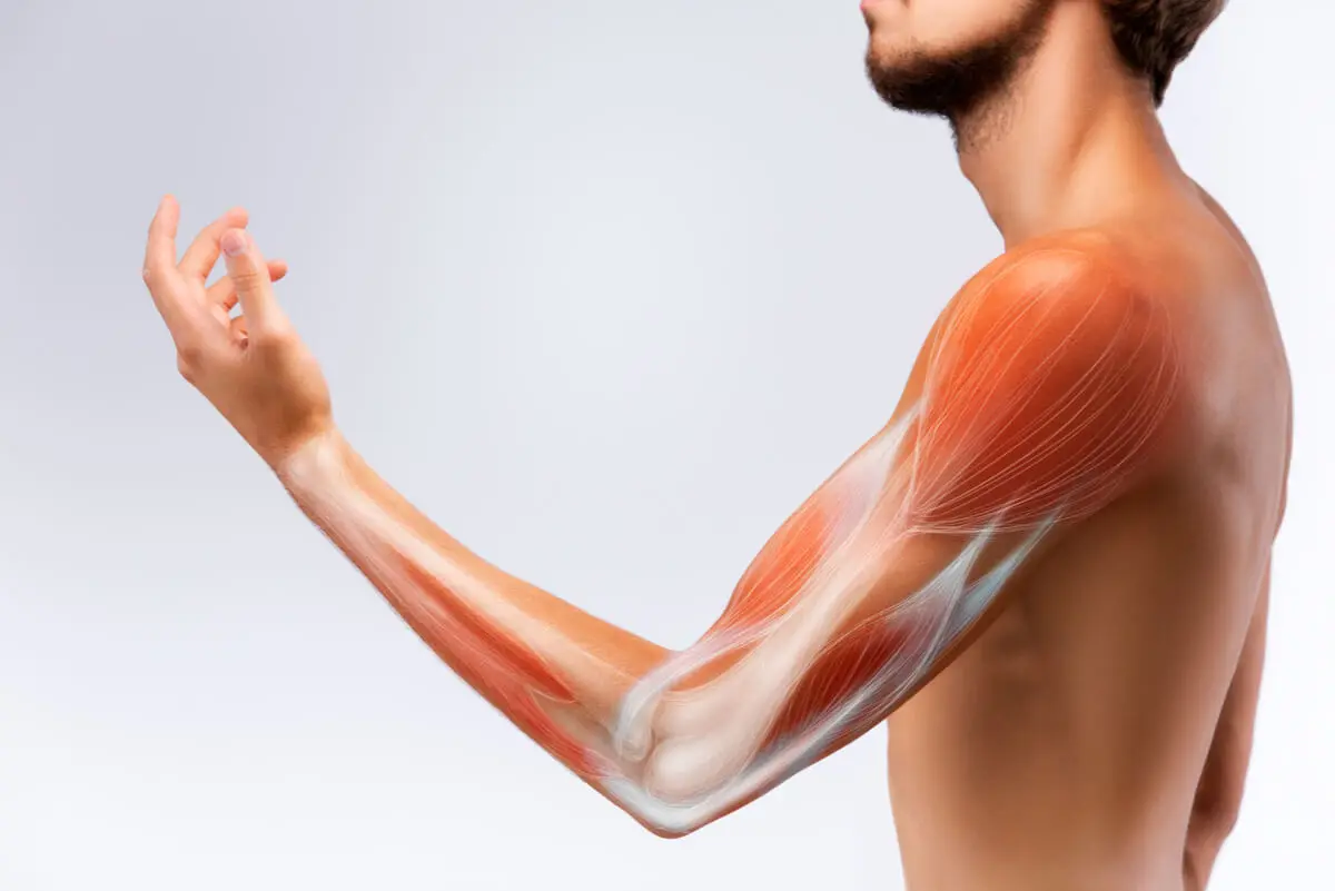 Tejido muscular del ser humano.