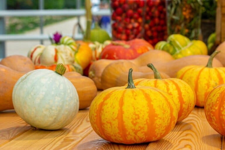¿Cuántos tipos de calabaza hay?
