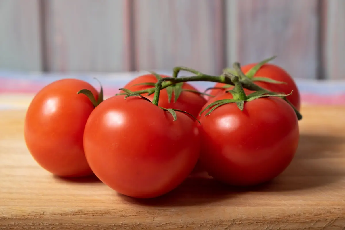 Tomates cosechados de un jardín en la casa.