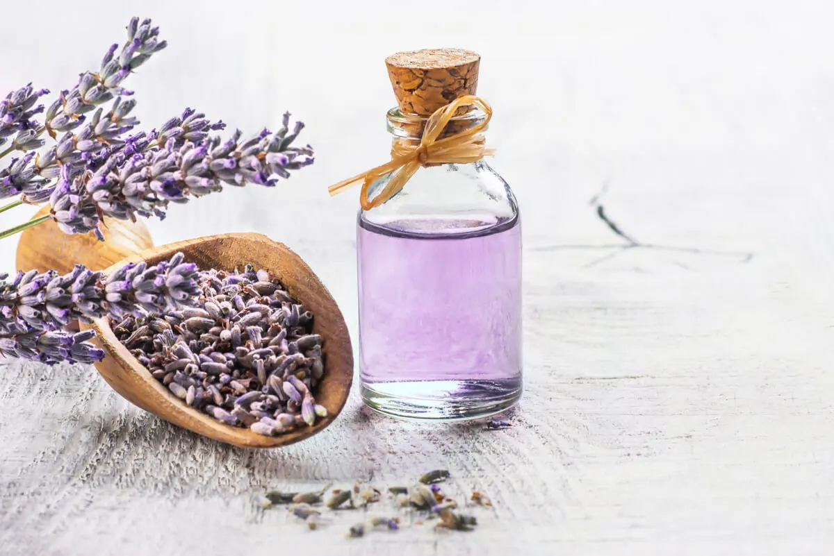 Aceite esencial de lavanda para usar con Aloe vera.