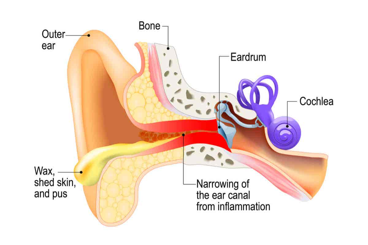Anatomía del oído.