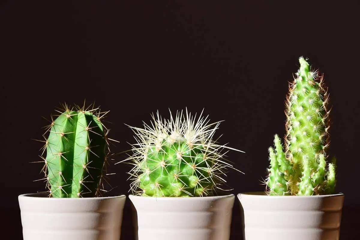 Cactus en macetas.