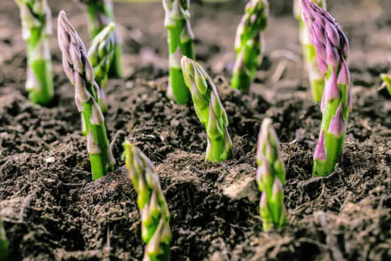 ¿Cuál es la diferencia entre espárragos verdes y blancos?