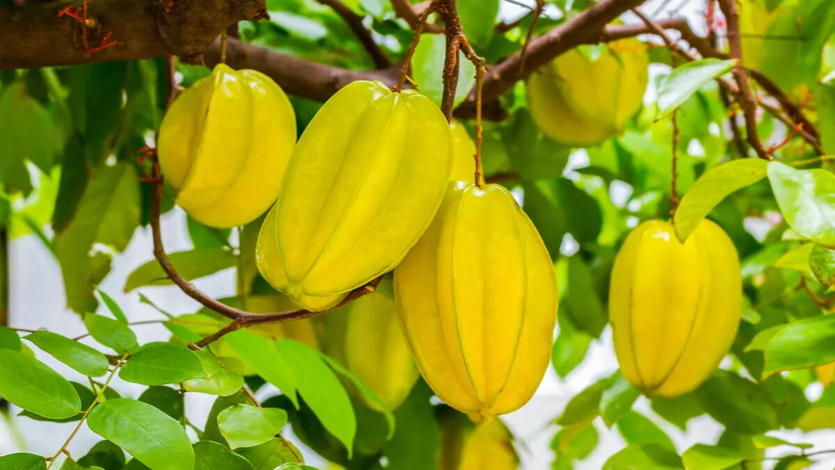 Fruta carambola en el árbol.