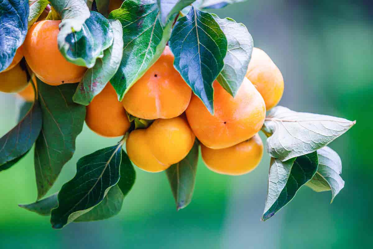 Fruto persimón en árbol.