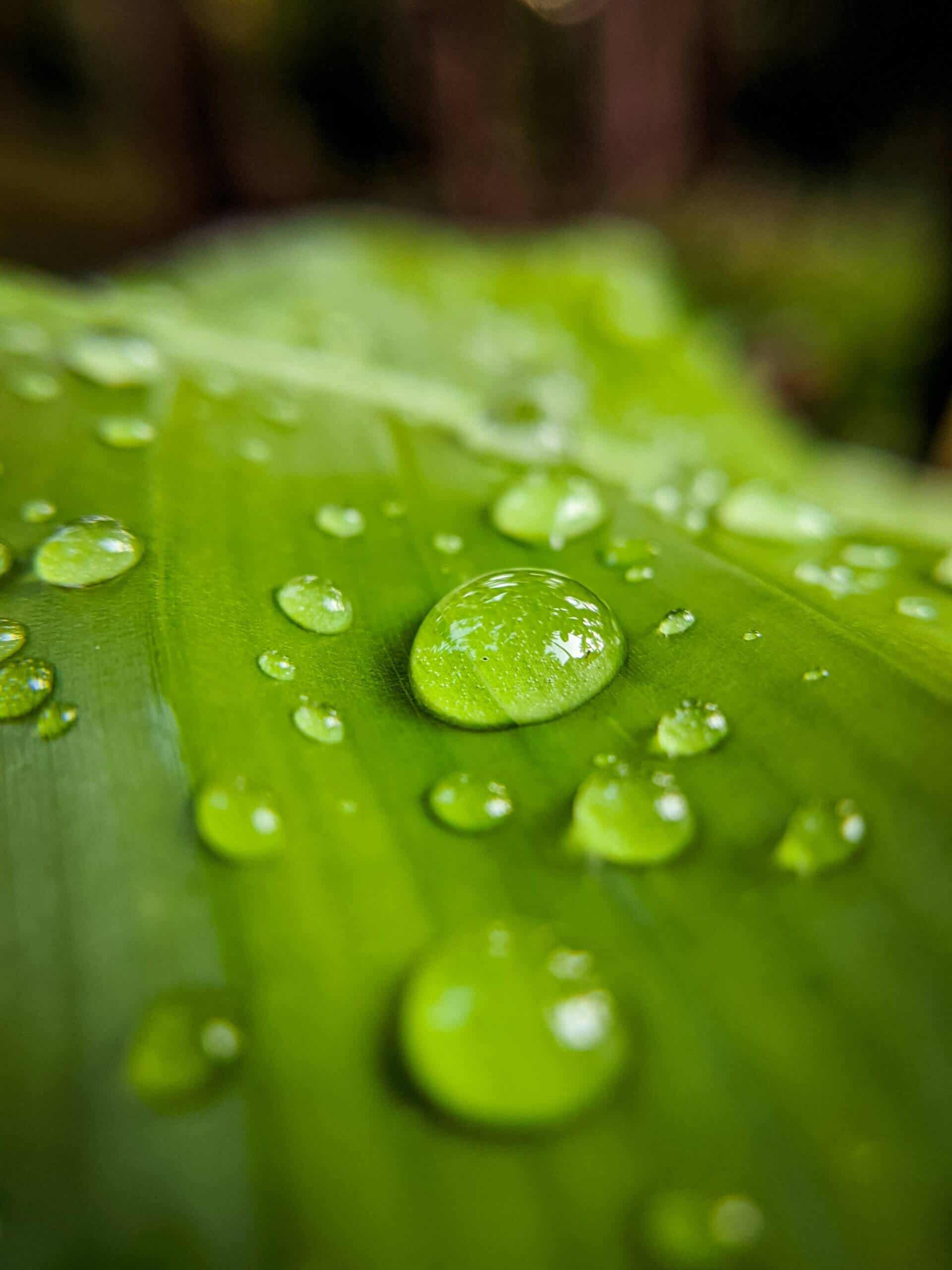 Agua de lluvia para un jardín sustentable.
