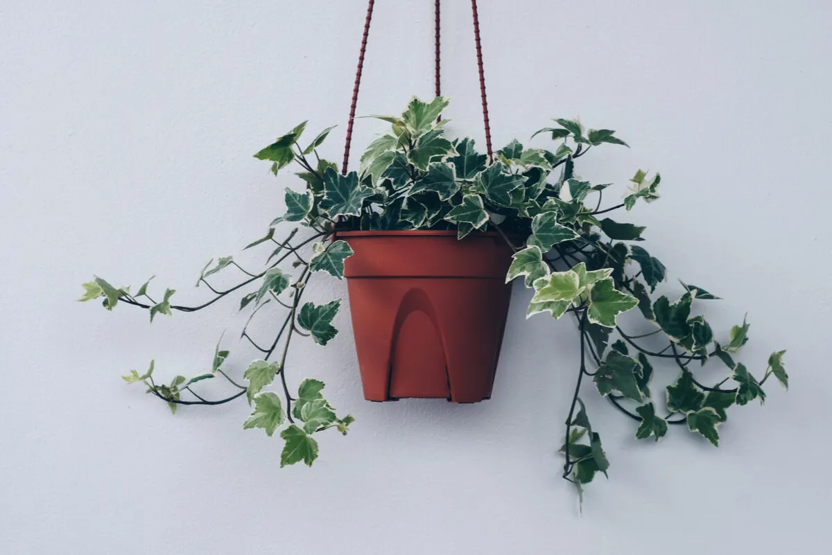 Vaso suspenso