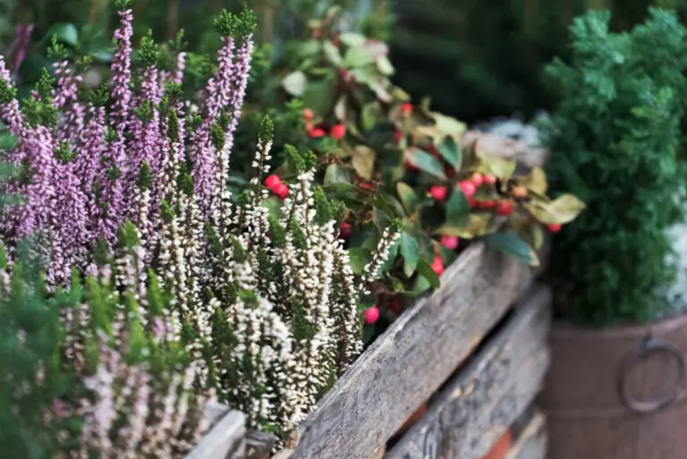 Cómo afecta el frío a las plantas y ejemplos para tu jardín