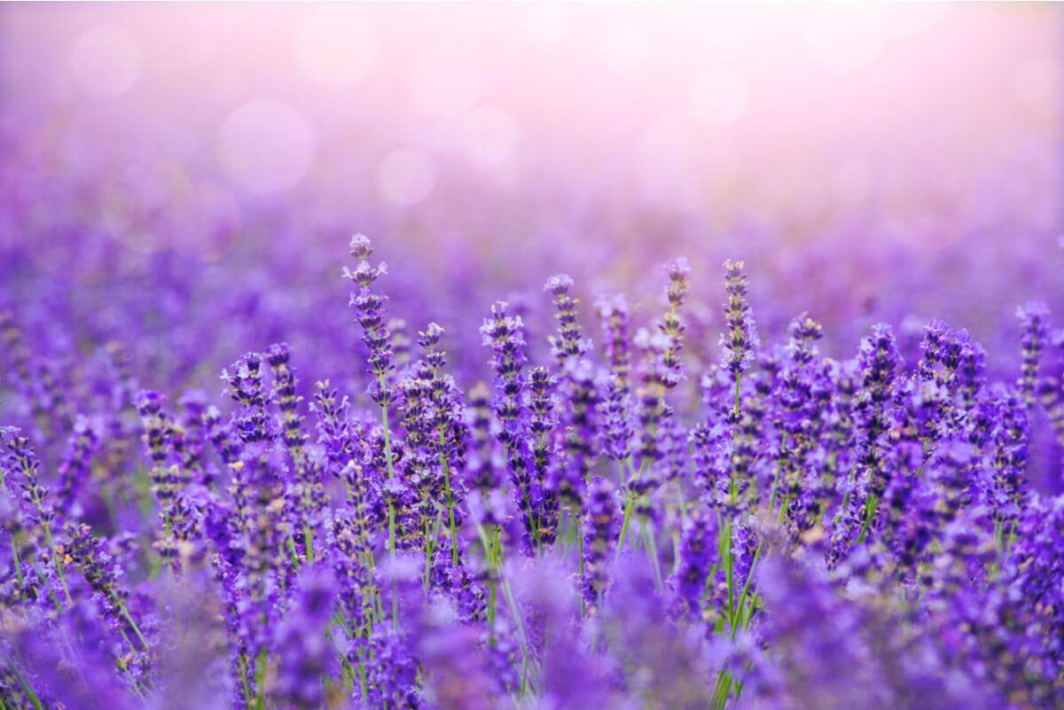 Campos de lavanda en otoño.