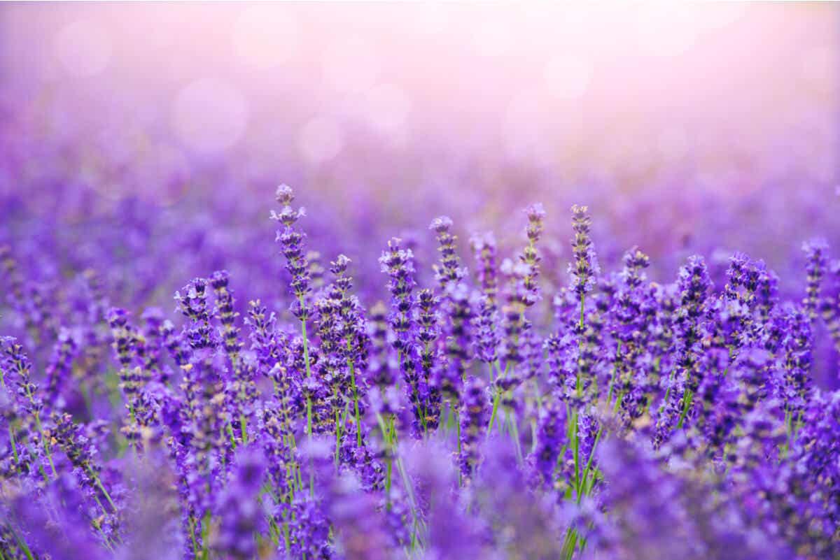 Herbstblumen - Lavendel