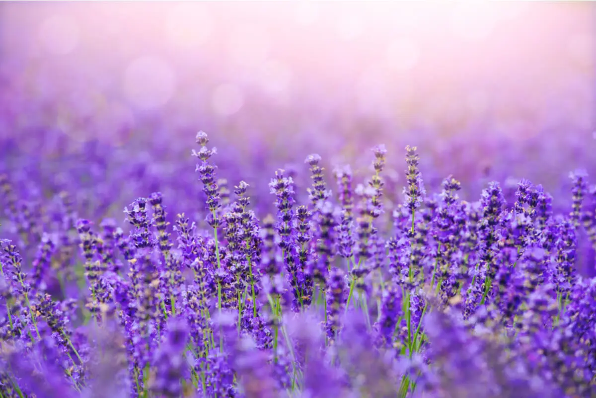 Campo de lavanda para la miel.