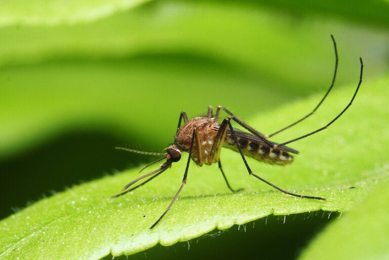 Principales enfermedades transmitidas por mosquitos