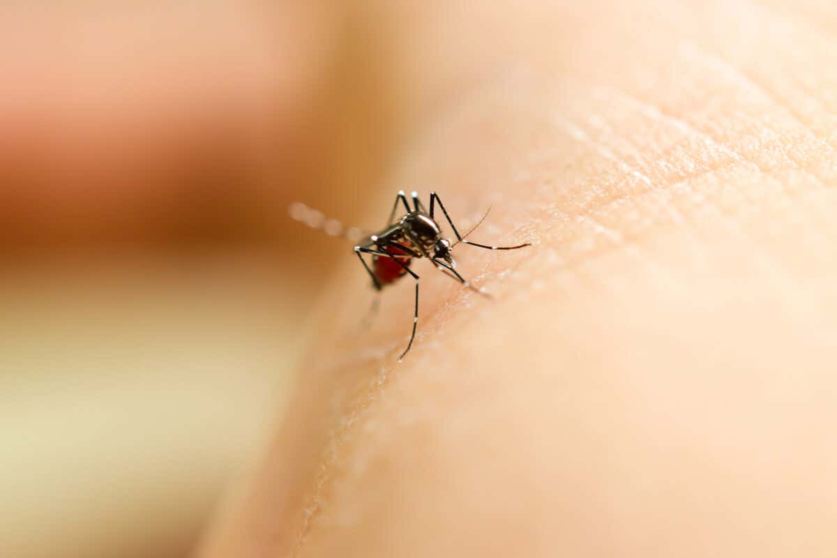 Le punture di zanzara causano macchie rosse sulla pelle.