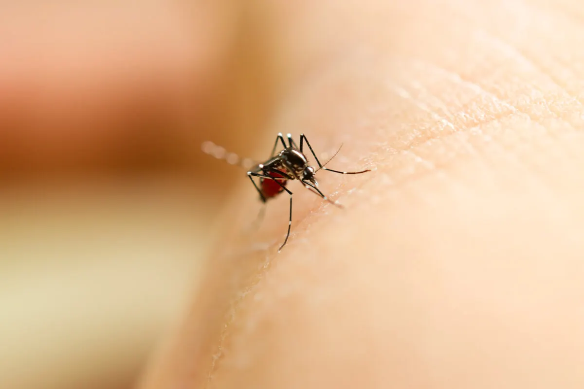 Mosquito hembra picando.