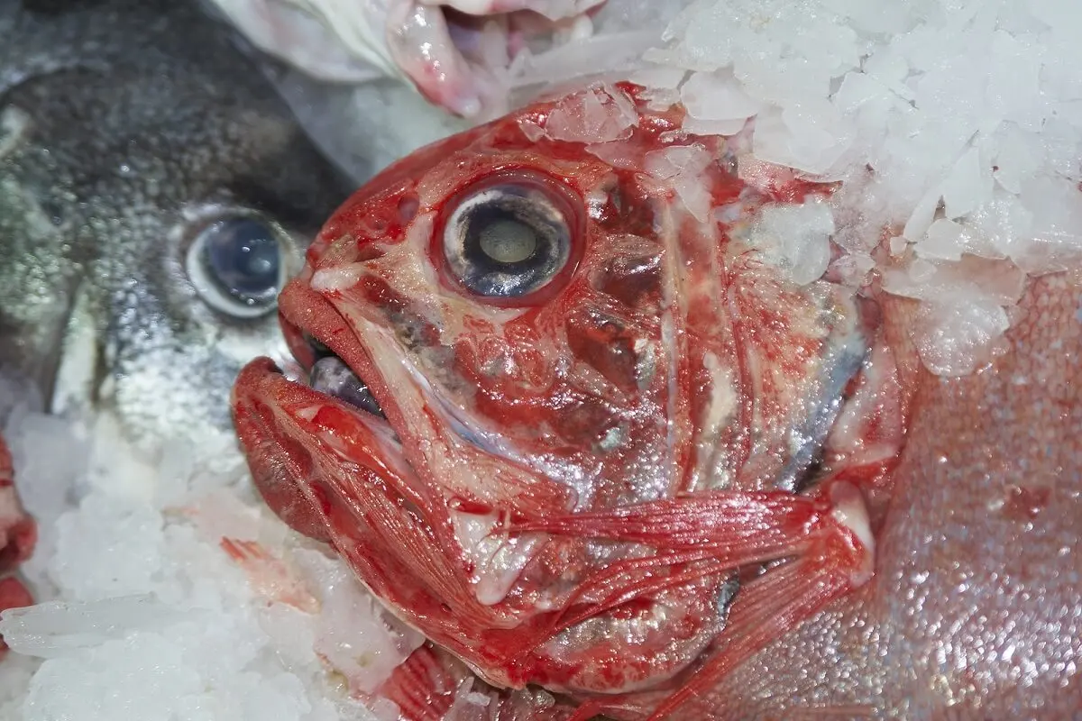 Reloj anaranjado (Hoplostethus atlanticus)