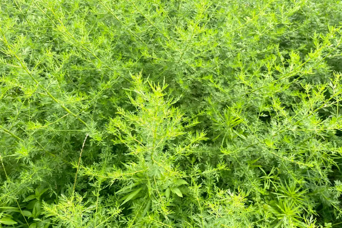 Campo plantado con artemisa dulce.