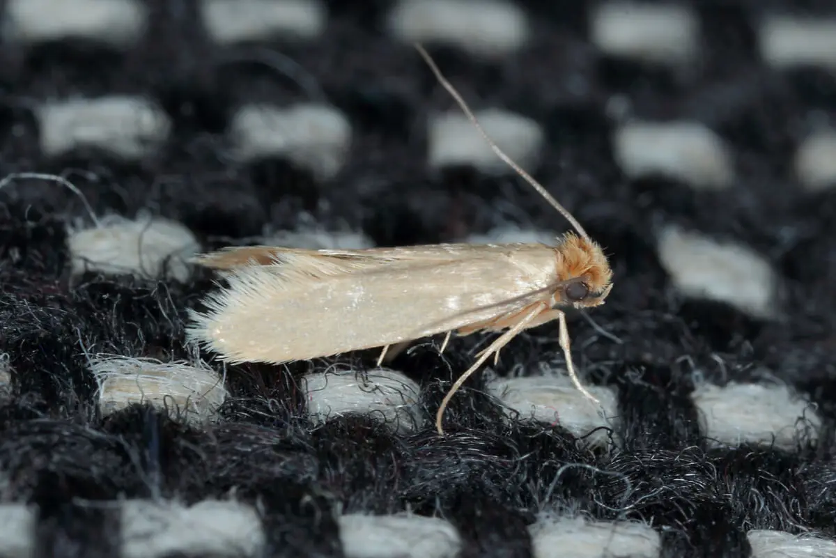 Polilla de la ropa.