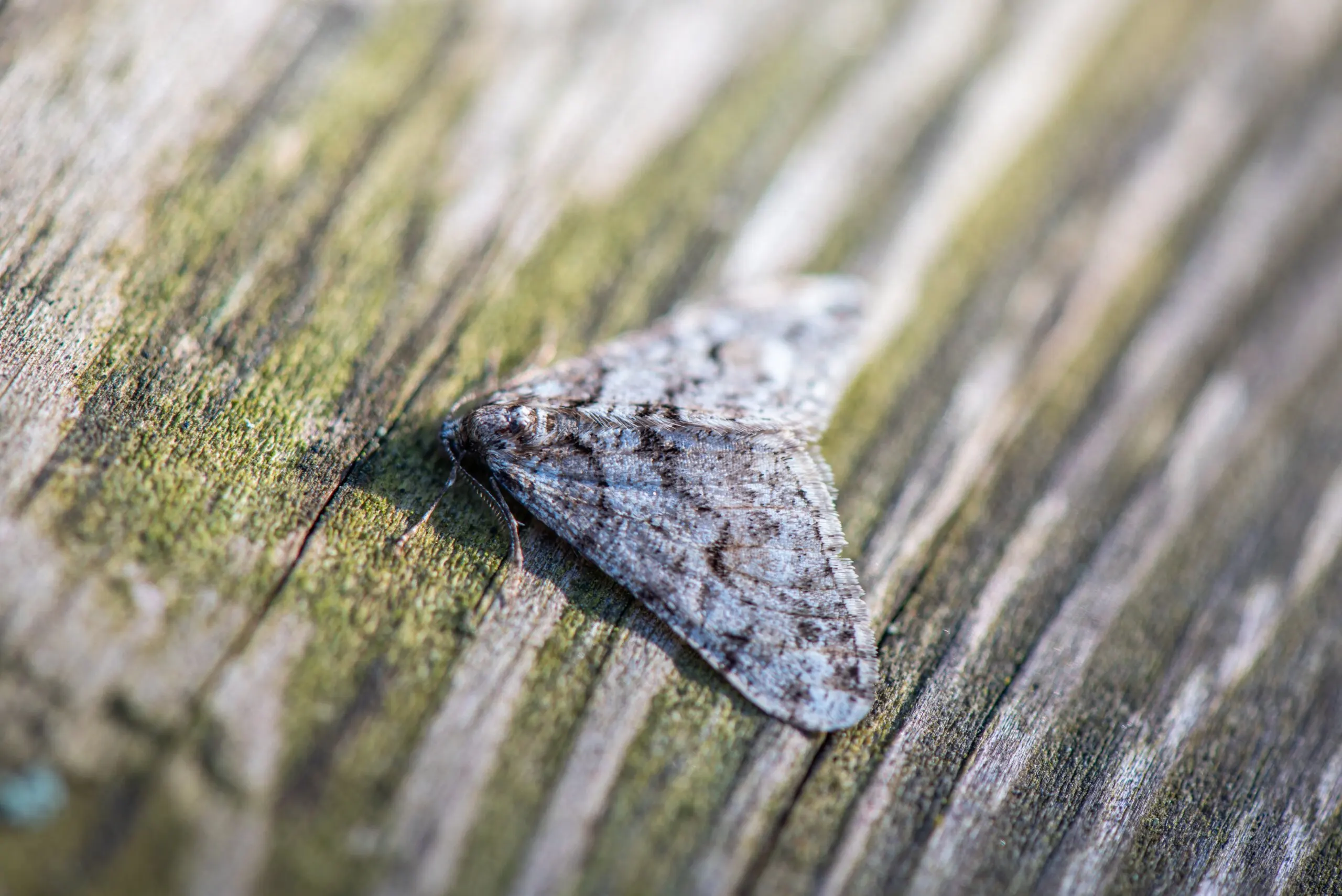 Le papillon, de couleur grisâtre avec une tête jaunâtre, est un insecte nocturne.