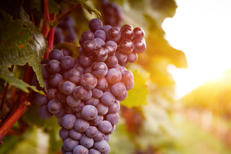 Principales tipos y variedades de uva