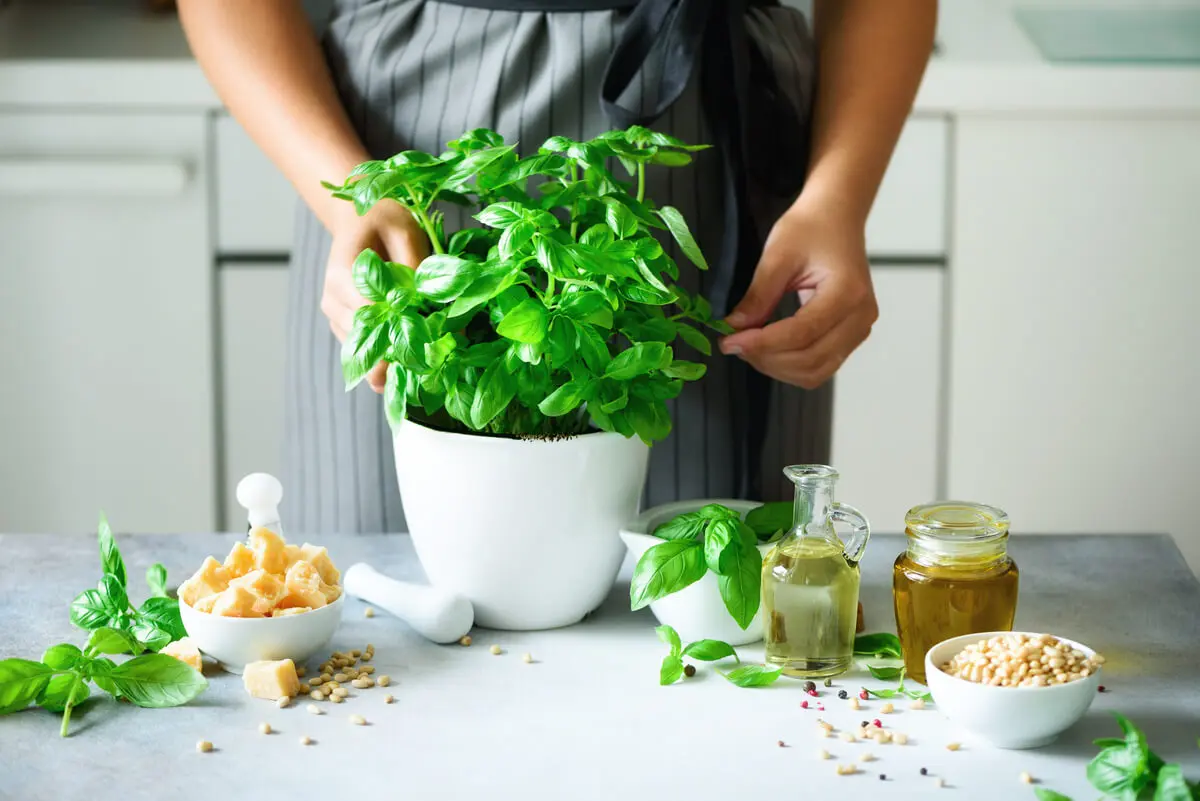 Uso de los tipos de albahaca para remedios naturales.