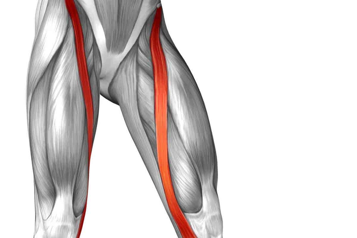 Anatomía del músculo sartorio.