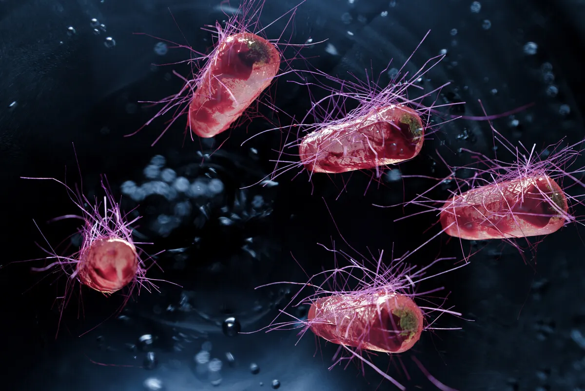 Escherichia coli.