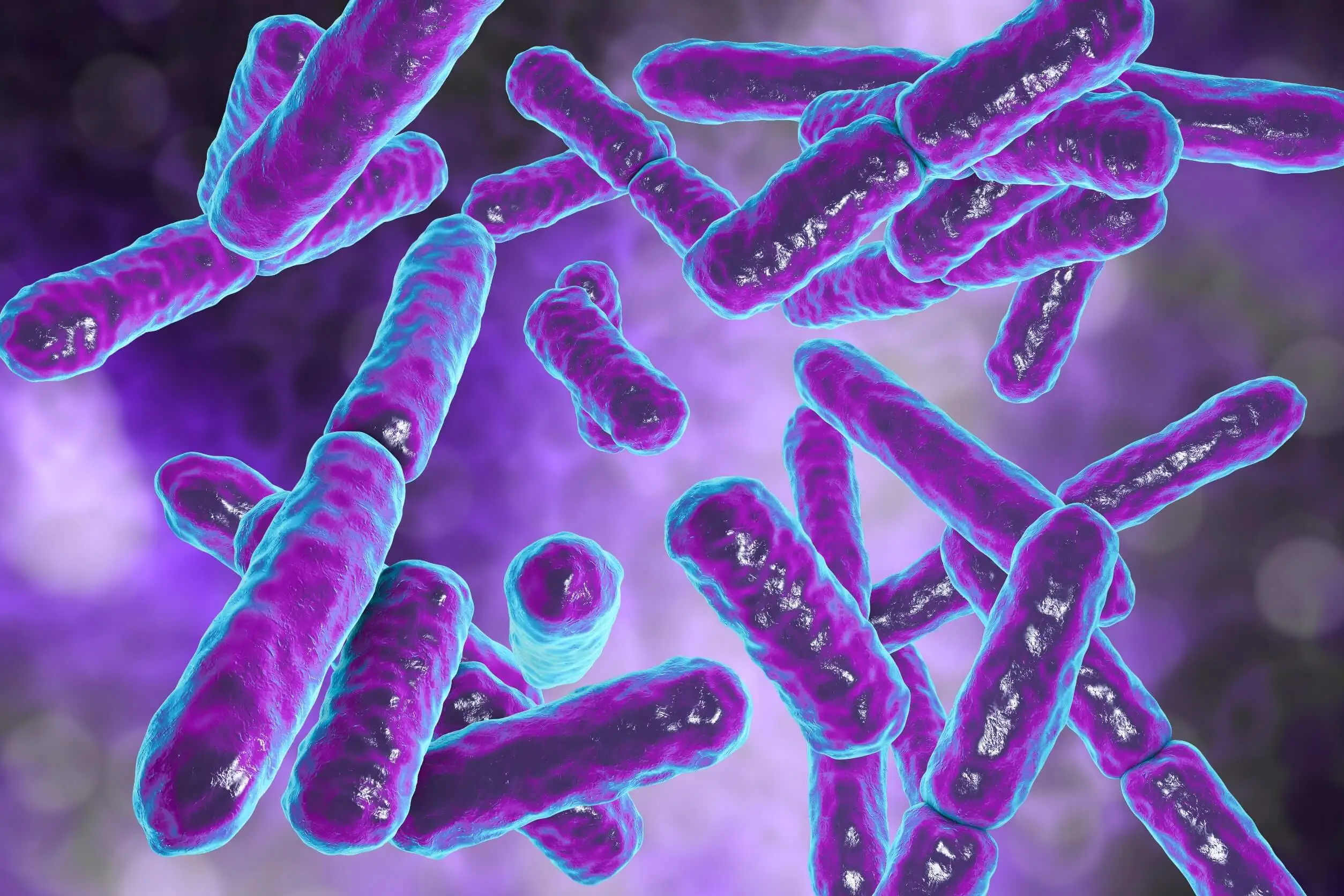 Bacteria for cured meat
