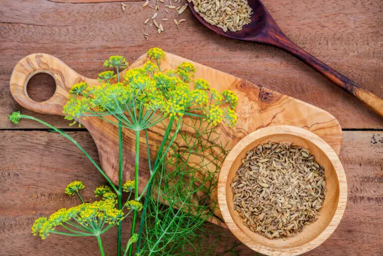 Receta de puchero de hinojos