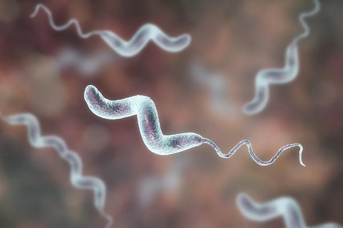 ¿Qué son las infecciones por Campylobacter?