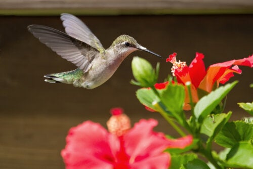 ¿Por qué llegan animales a mi jardín? Algunas plantas que llaman a la vida