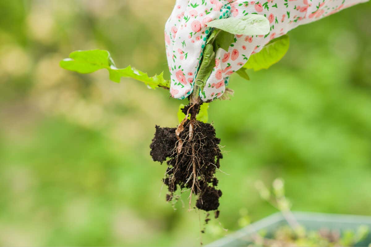 5 consejos para eliminar hierbas malas en el jardín
