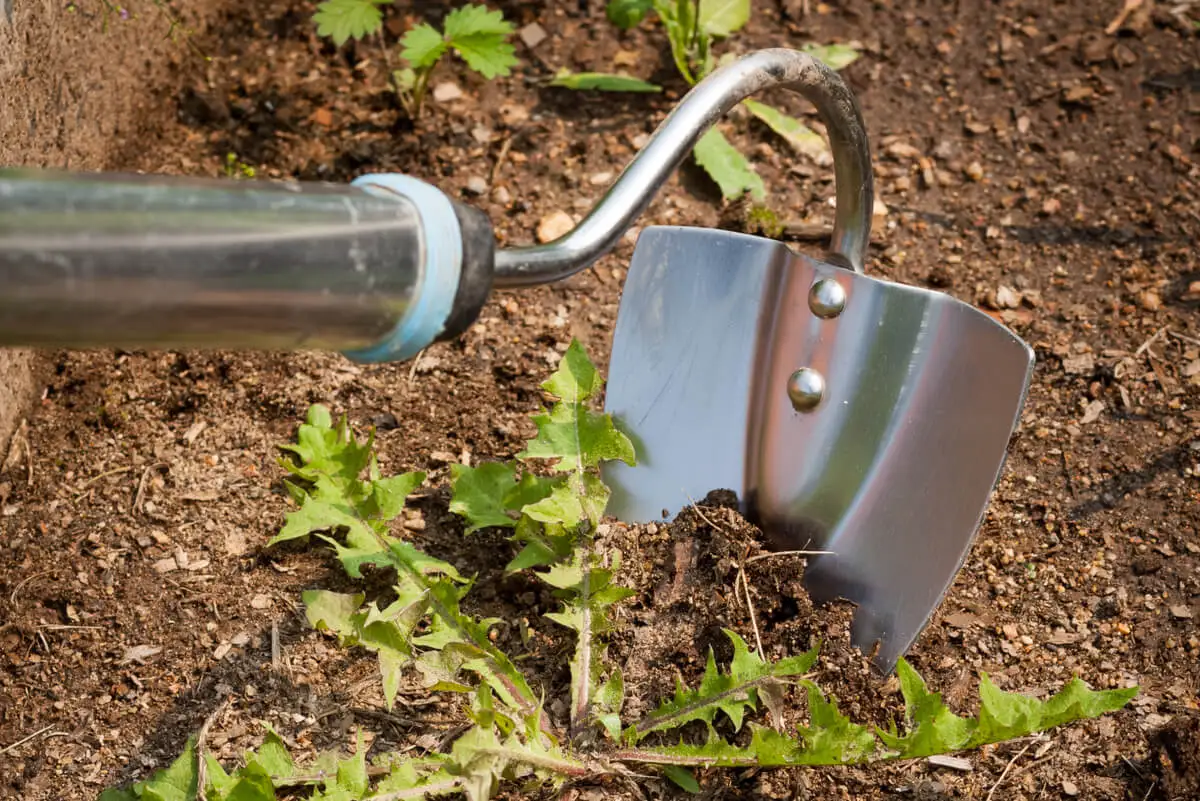 Herramienta para desmalezar jardines.