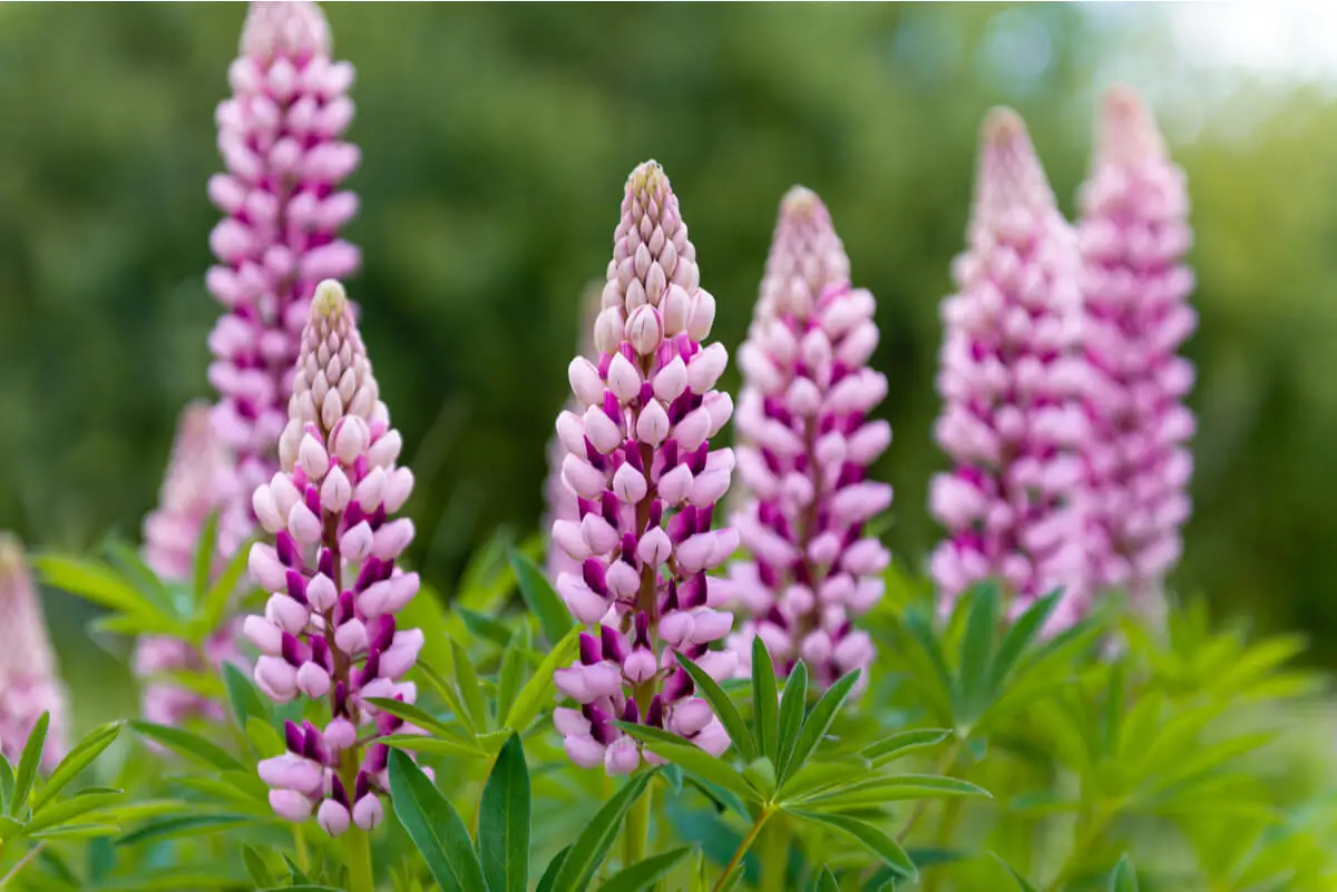 Lupinos en flor ahuyentan los pulgones.
