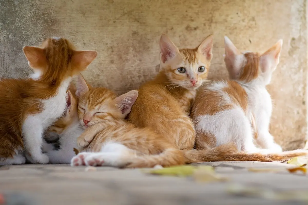 Gatos en una casa.