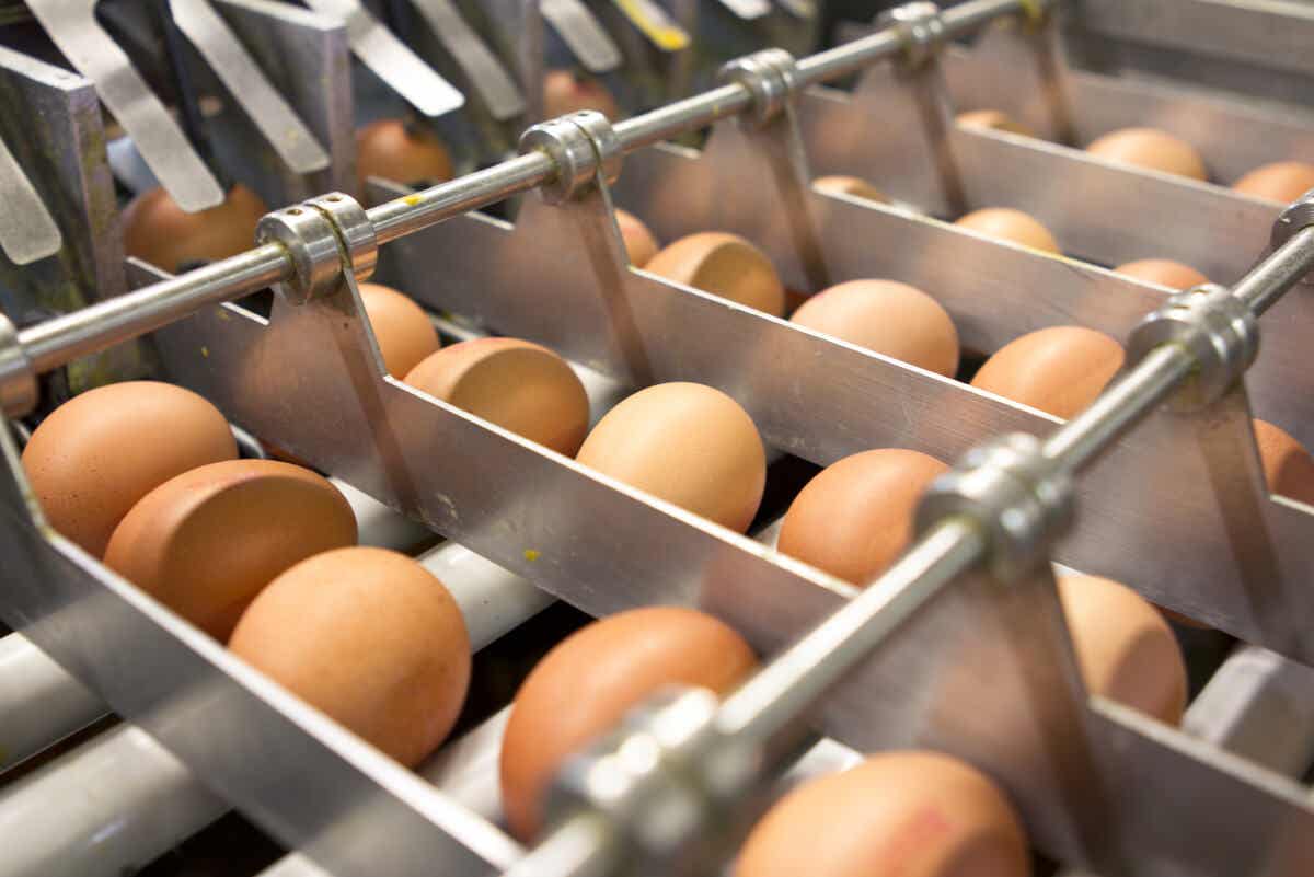 Industria de huevos.